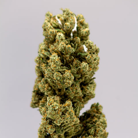 AMSTERDAM CENTRAAL PRENIUM