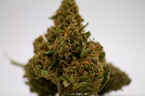 Pink Panther indoor