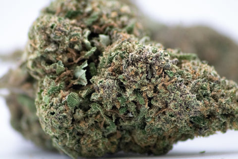 SAPHIR KUSH GREENHOUSE