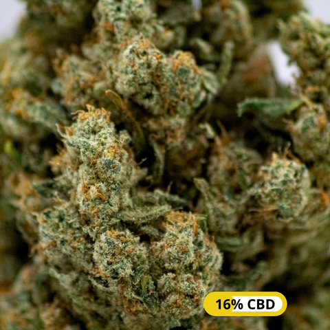 AMSTERDAM CENTRAAL PRENIUM