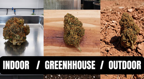 Fleur CBD indoor, greenhouse ou outdoor : comment choisir