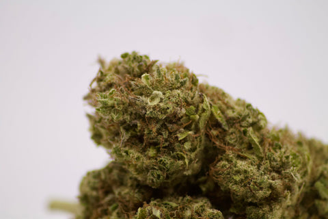 Fleur CBD zoom Gros plan