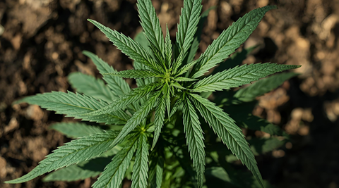 THV+ vs CBD : pourquoi les consommateurs changent