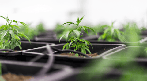 Fleurs CBD : Indoor, Outdoor ou Sous-Serre, comment faire le bon choix ?