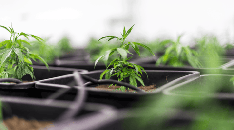 Fleurs CBD : Indoor, Outdoor ou Sous-Serre, comment faire le bon choix ?