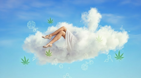 Focus Produit : Harlequin CBD, L'Expérience High