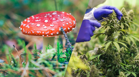 Au-Delà du Buzz : THC vs. Muscimol (Amanita Muscaria)