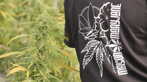 CBD et détente mentale : comment retrouver le calme au quotidien