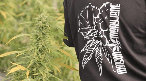CBD et détente mentale : comment retrouver le calme au quotidien