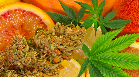 L’Art de la Puissance Aromatique : Comment la culture définit l’expérience