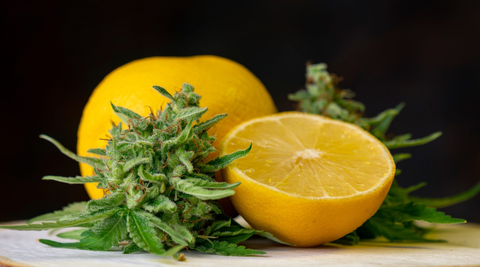 Décoder les Terpènes : L'Art et la Science Derrière les Arômes de Nos Fleurs BIO