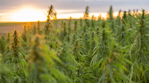 Indoor vs Outdoor : Pourquoi la méthode de culture est essentielle pour votre CBD