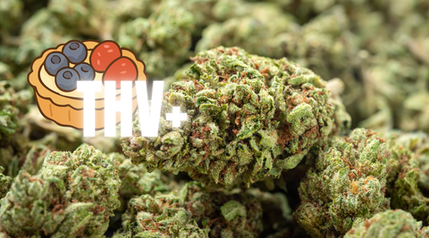 Berry Pie THV+ : l'Expérience Haut de Gamme par Excellence