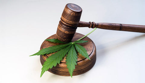 PLF 2026 et l'Avenir du CBD en France : Notre Guide