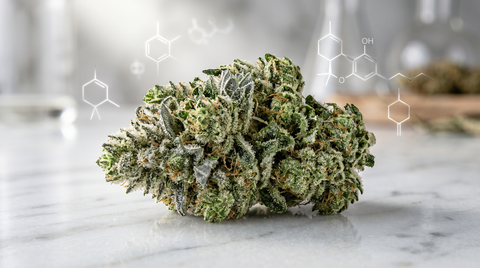 Tout comprendre sur le 10-OH et la gamme High Effect