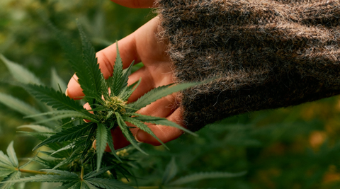 Cibler votre Bien-être Hivernal avec les Infusions CBD Maison Maryjane