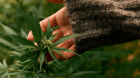 Cibler votre Bien-être Hivernal avec les Infusions CBD Maison Maryjane