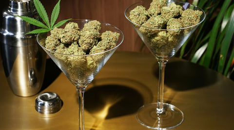 Fleurs CBD Maison Maryjane en dÃ©gustation, observation des arÃ´mes et des trichomes