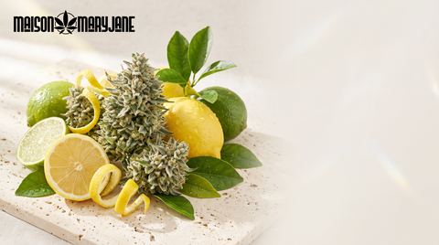 Lemon Tonic : la fraîcheur des agrumes à l'état pur