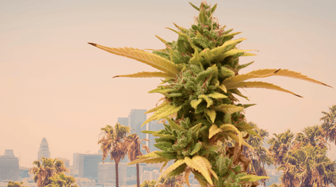 Fleur de CBD OG Kush devant le skyline de Los Angeles