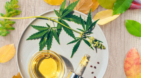 Ambiance de rentrÃ©e en douceur avec les produits CBD Maison Maryjane
