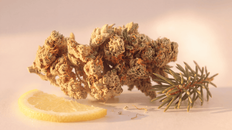 Silver Haze : le profil d'une Haze classique