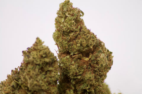 GELATO THV+