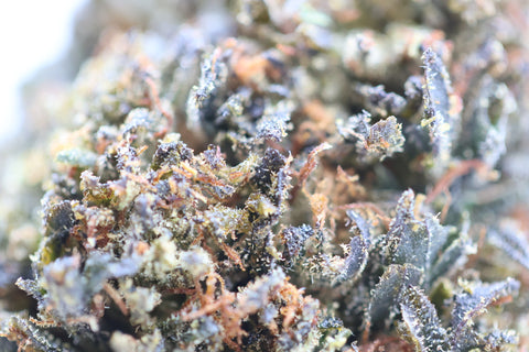 Fleur CBD Bubba Dark THV+