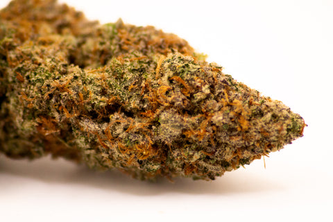 NORTHERN LIGHT INDOOR