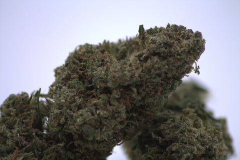 PINK HAZE THV+