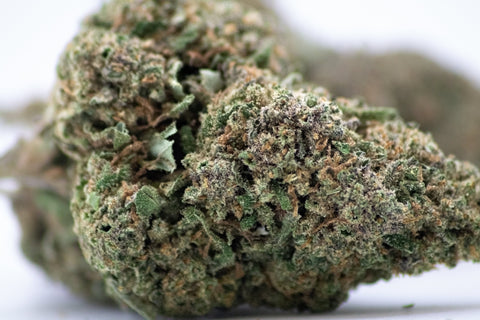 Fleur CBD Saphir Kush Greenhouse