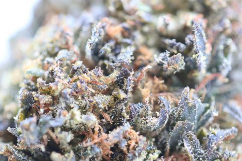 Fleur CBD Bubba Dark MARY'CHILL THV+